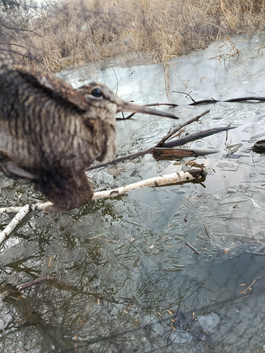 Eurasian Woodcock - ML646722825