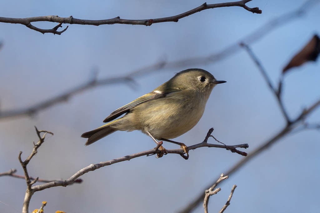 Ruby-crowned Kinglet - ML646722826