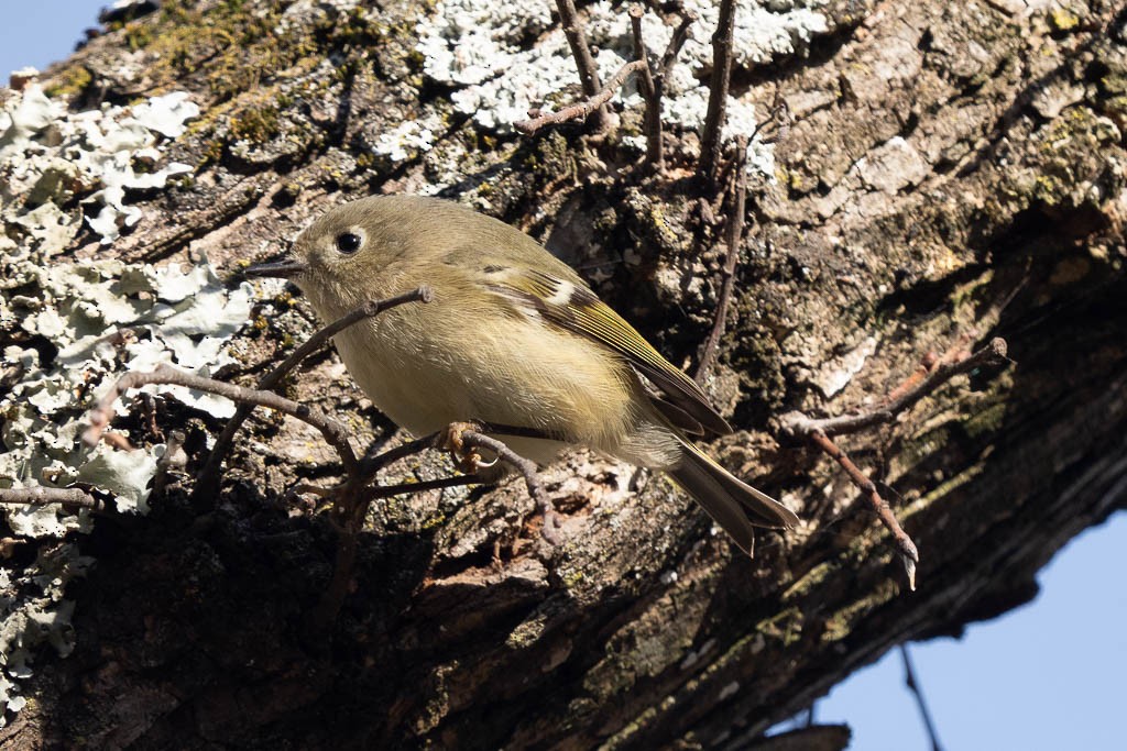 Ruby-crowned Kinglet - ML646722827