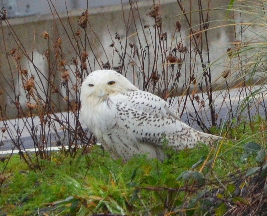 シロフクロウ - ML646722830