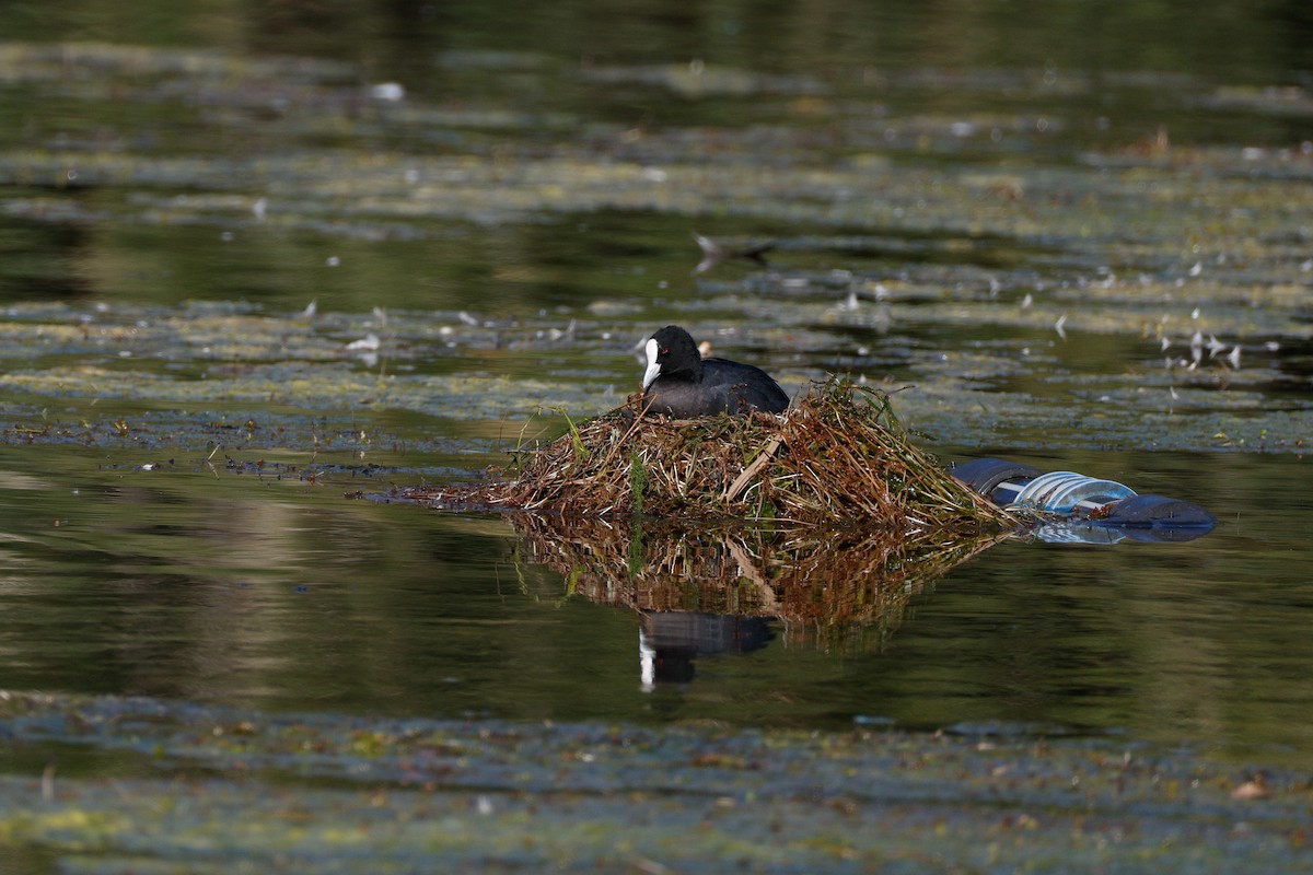 Folaga - ML646722831