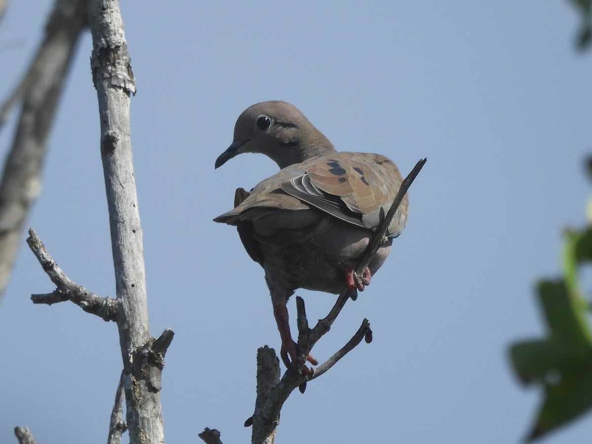 Eared Dove - ML646722832