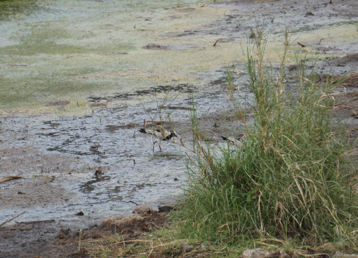 Blacksmith Lapwing - ML646722834