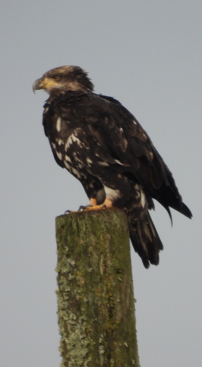 Bald Eagle - ML646722835