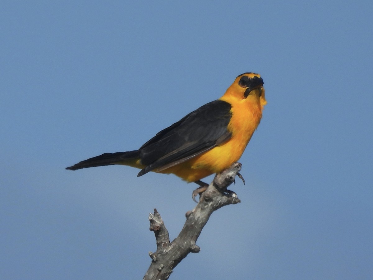 Oriole Blackbird - ML646722844
