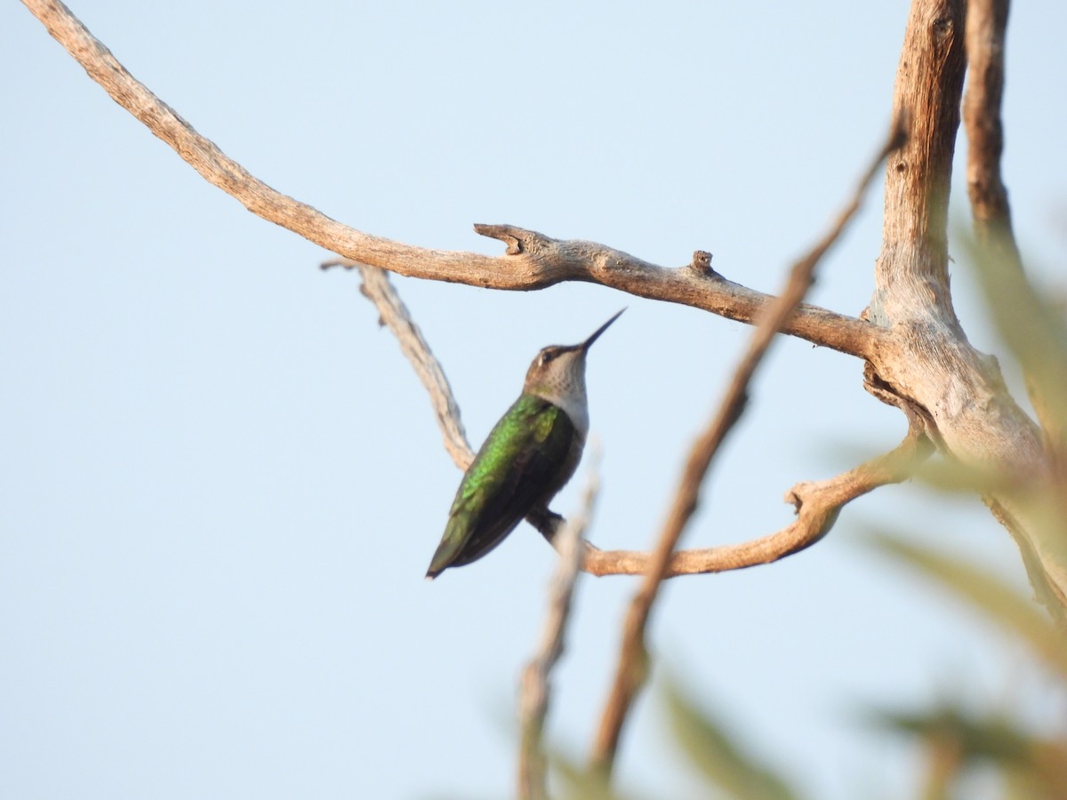 Colibri à gorge rubis - ML646722845