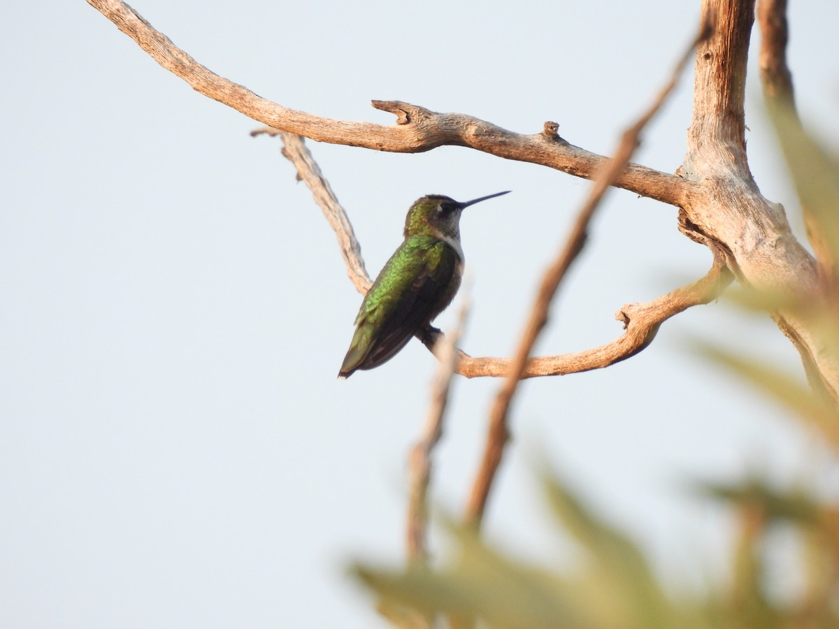 Colibri à gorge rubis - ML646722846