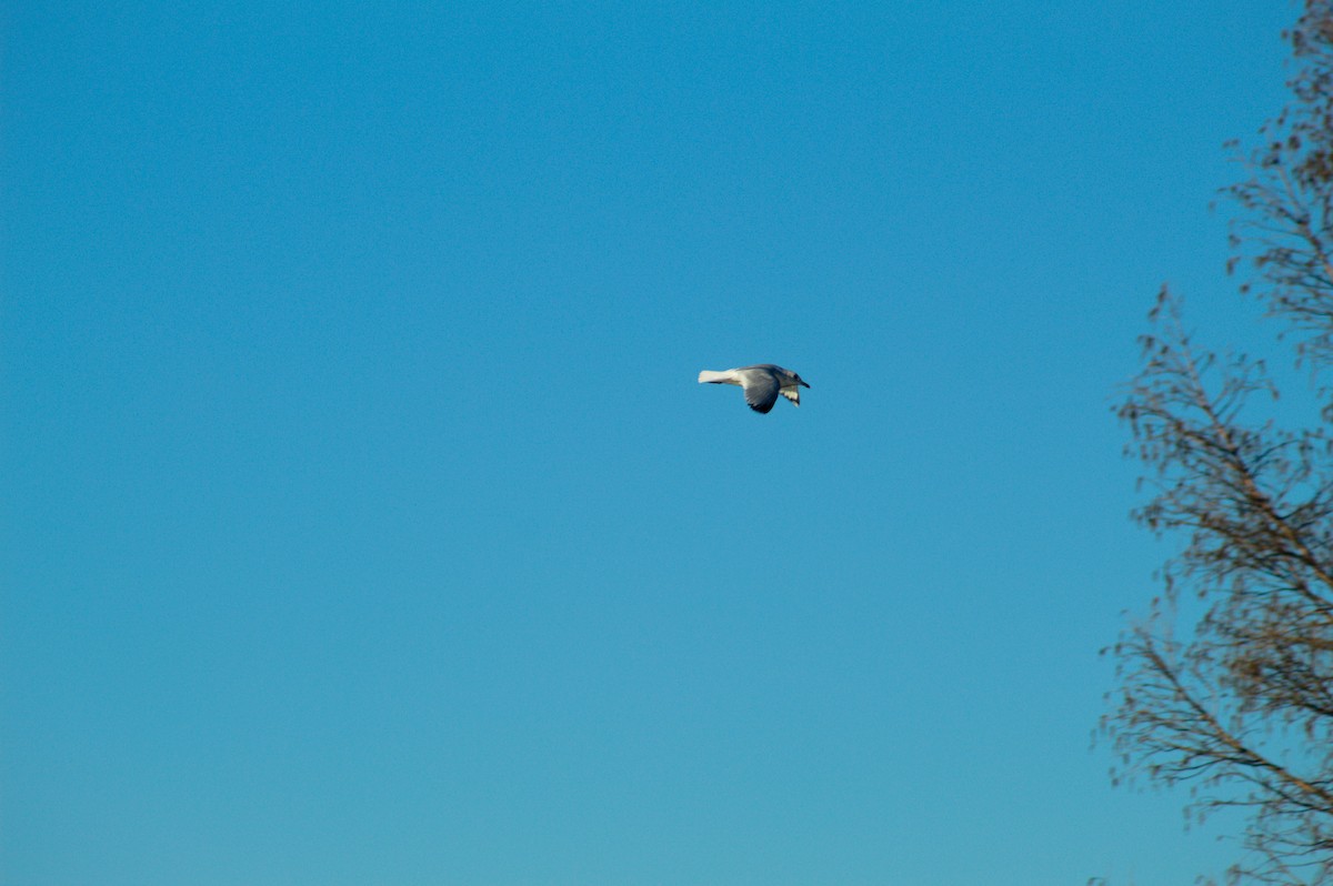 Ring-billed Gull - ML646722848