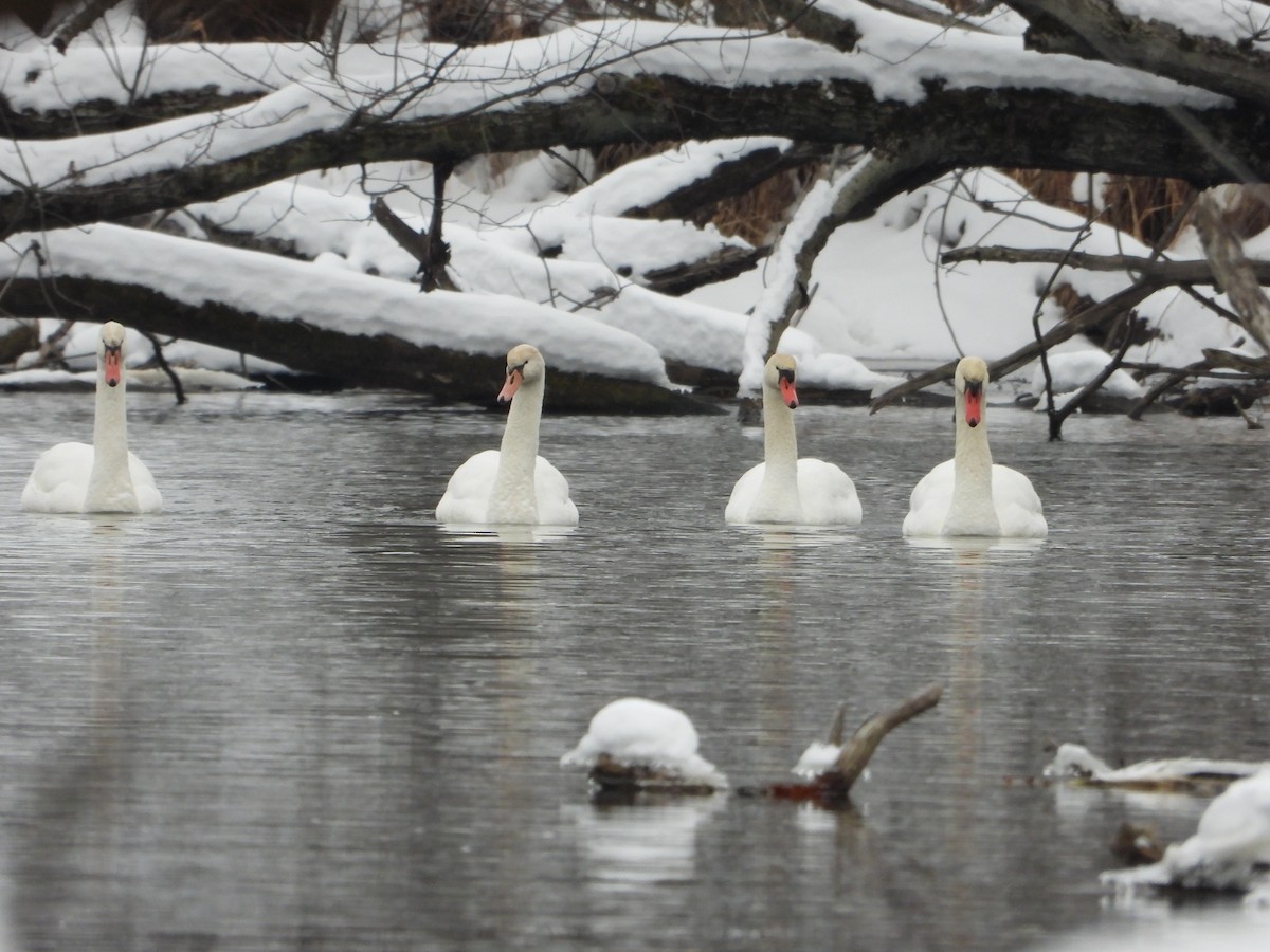 Beltxarga arrunta - ML646722849