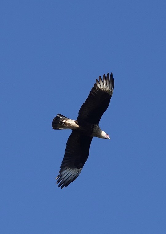Caracara Carancho - ML646722850