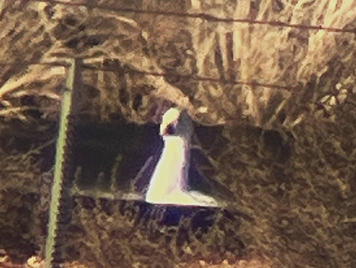 Snow Goose - ML646722851