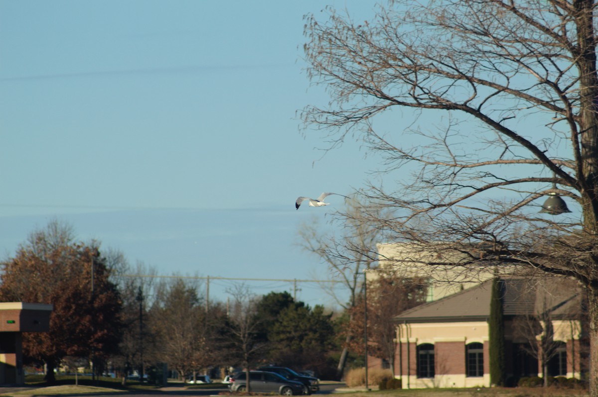 Ring-billed Gull - ML646722854