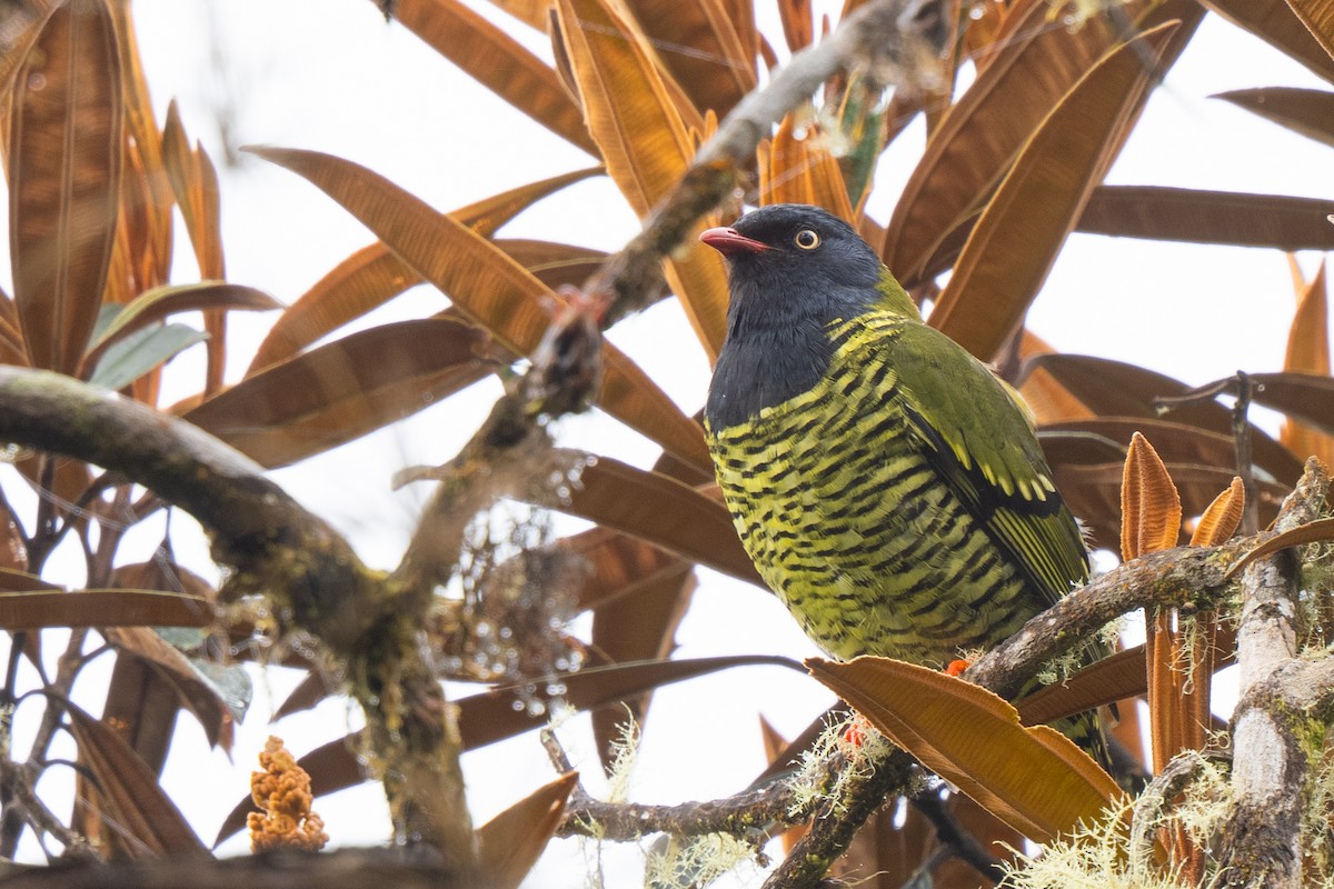 Barred Fruiteater - ML646722855