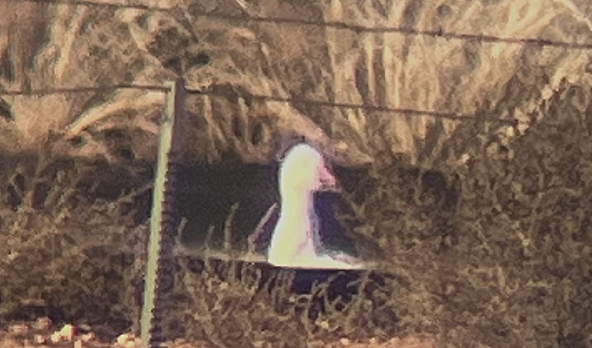 Snow Goose - ML646722857