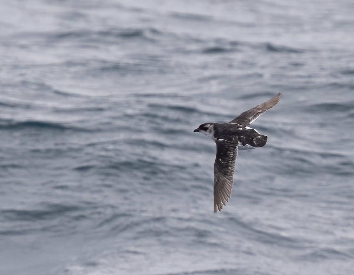 South Georgia Diving-Petrel - ML646722859