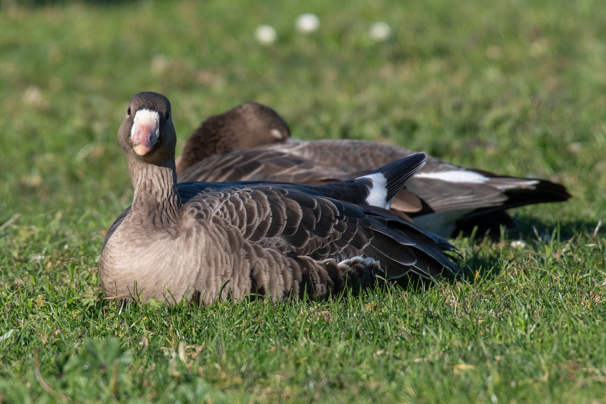 Blässgans - ML646722860