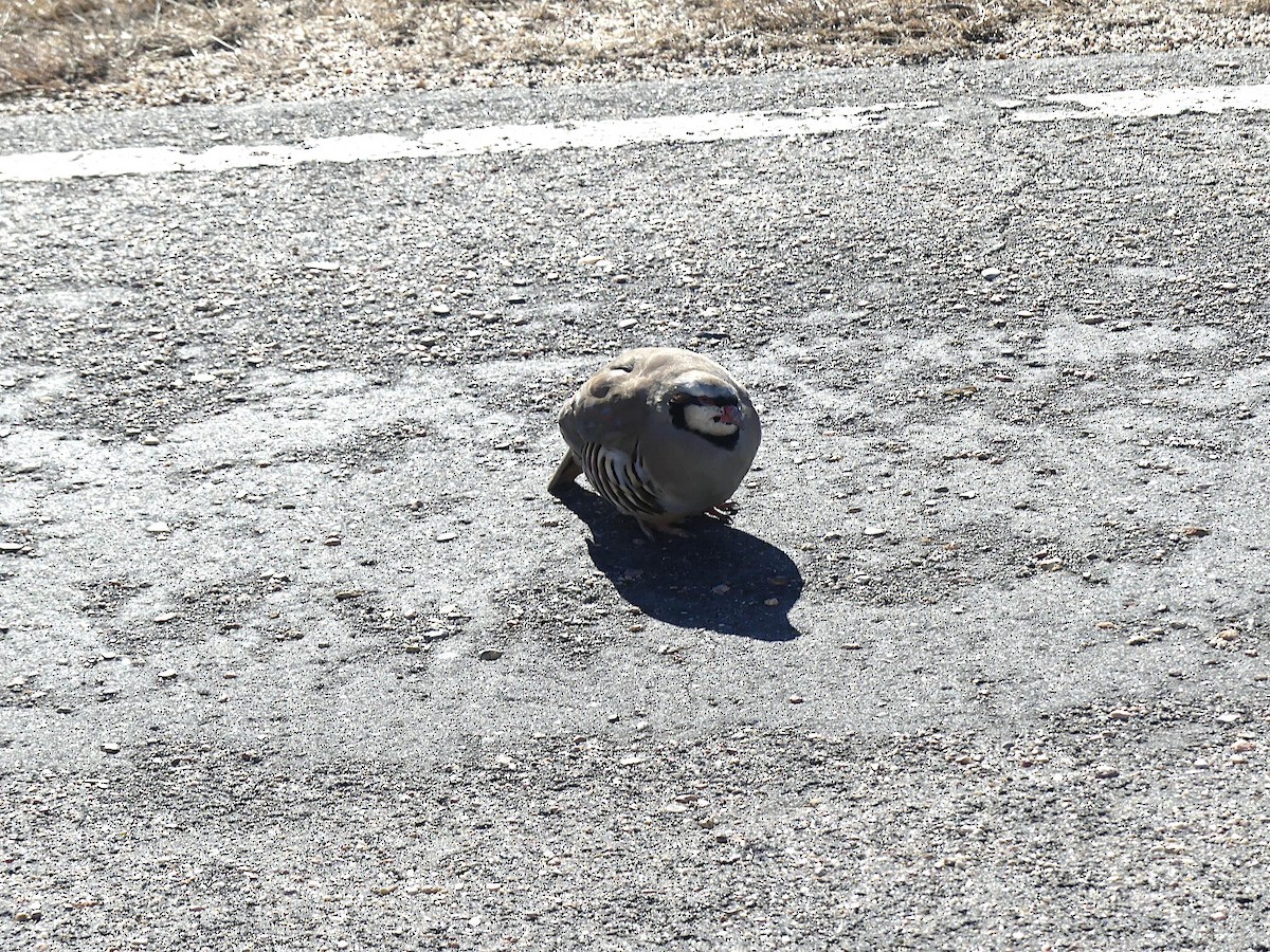 Кеклик кремовогорлий - ML646722861