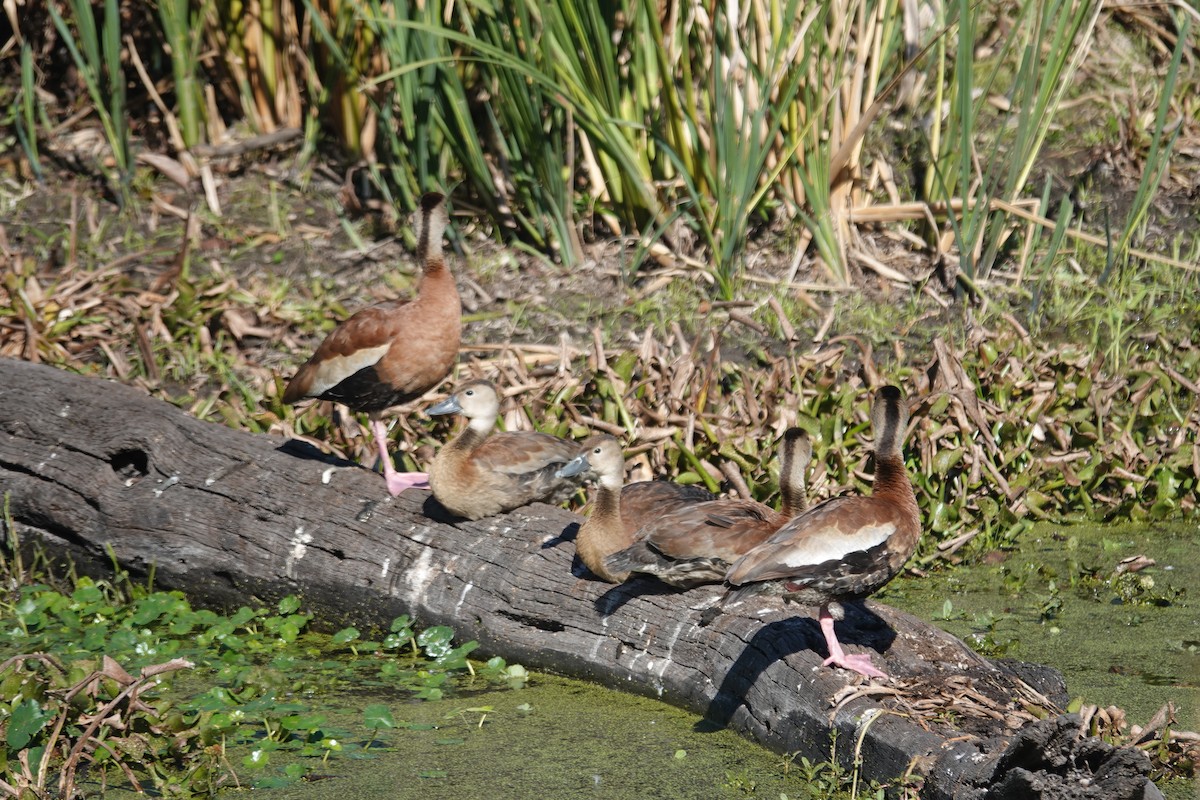 Suirirí Piquirrojo - ML646722862