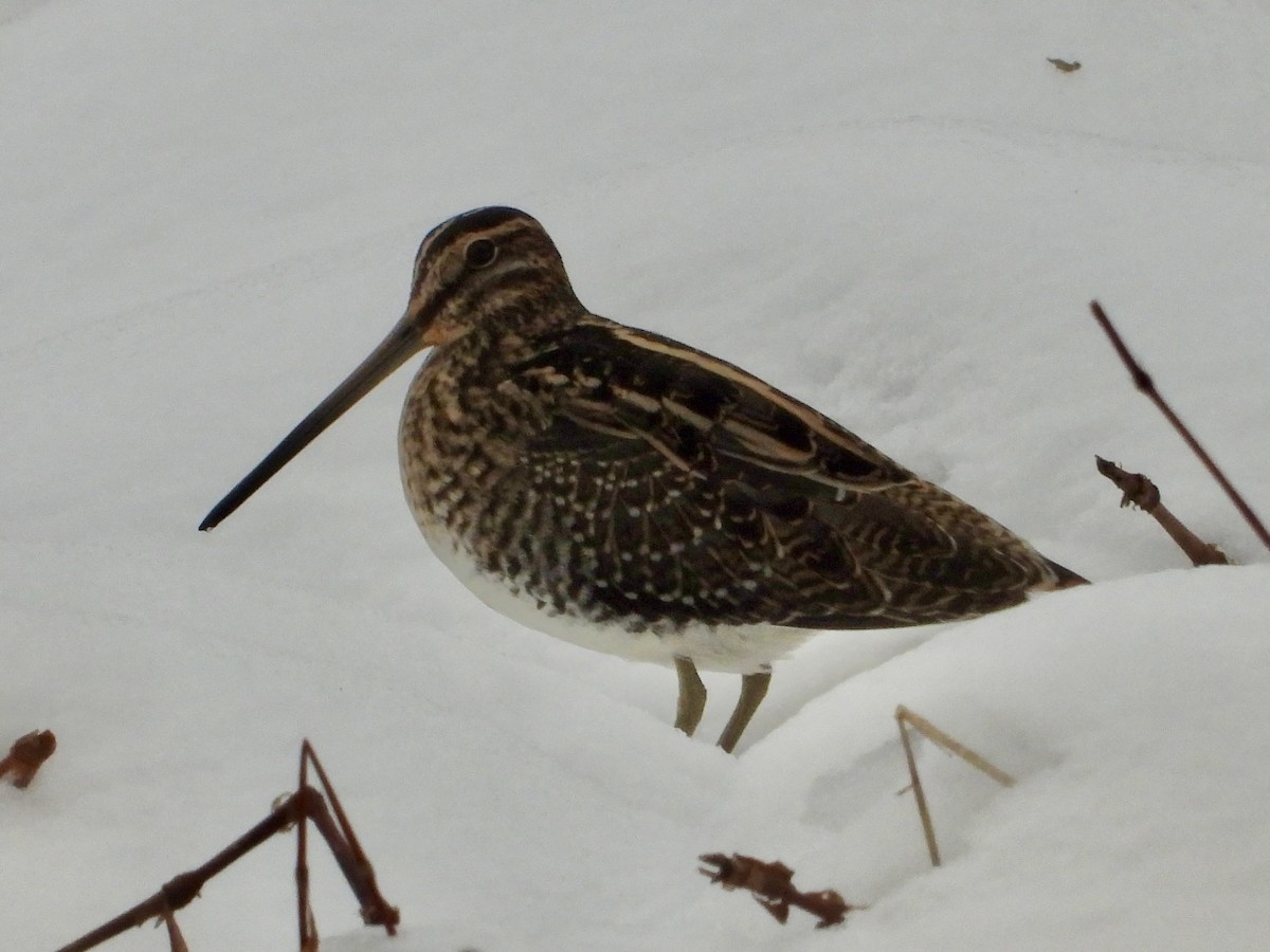 Wilson istingorra - ML646722863