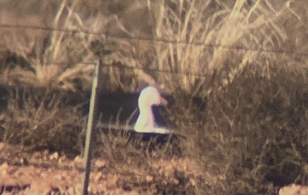 Snow Goose - ML646722866