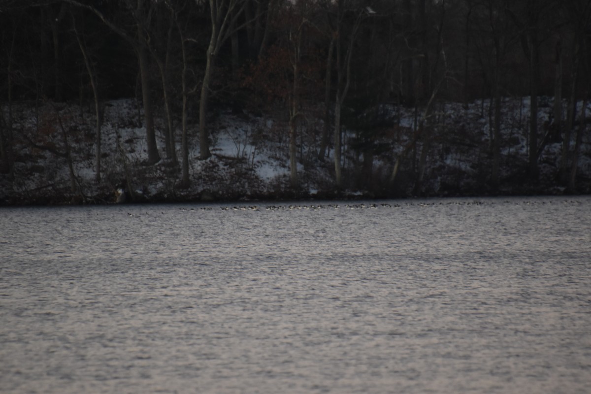 Большой крохаль - ML646722867