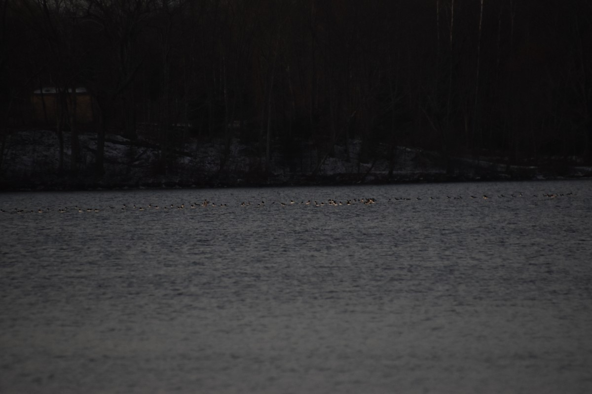 Большой крохаль - ML646722868