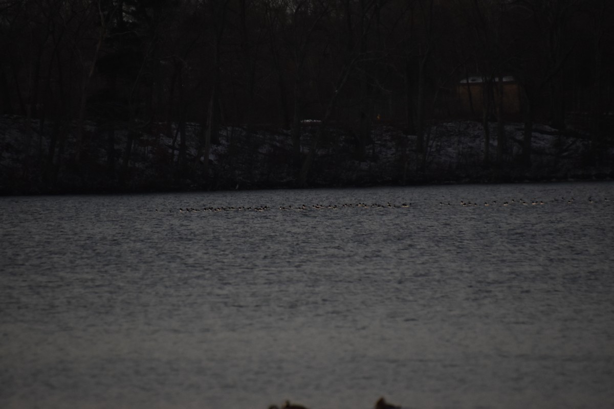 Большой крохаль - ML646722869