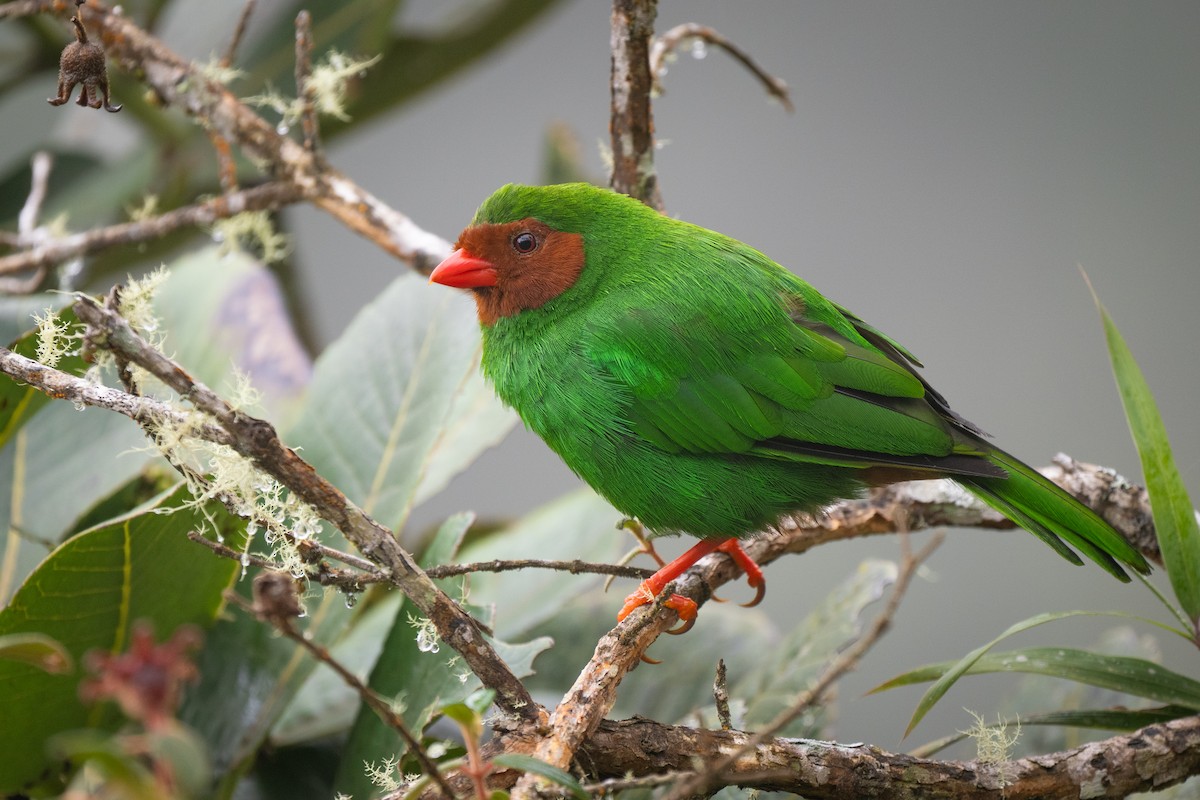 Grass-green Tanager - ML646722871