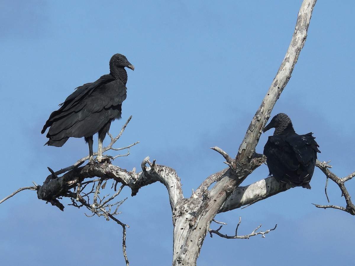 Rabengeier - ML646722872