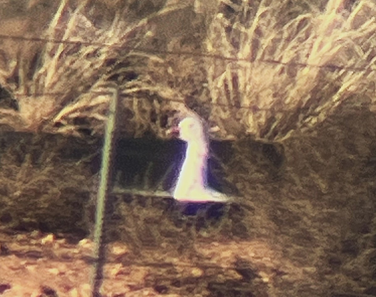 Snow Goose - ML646722875