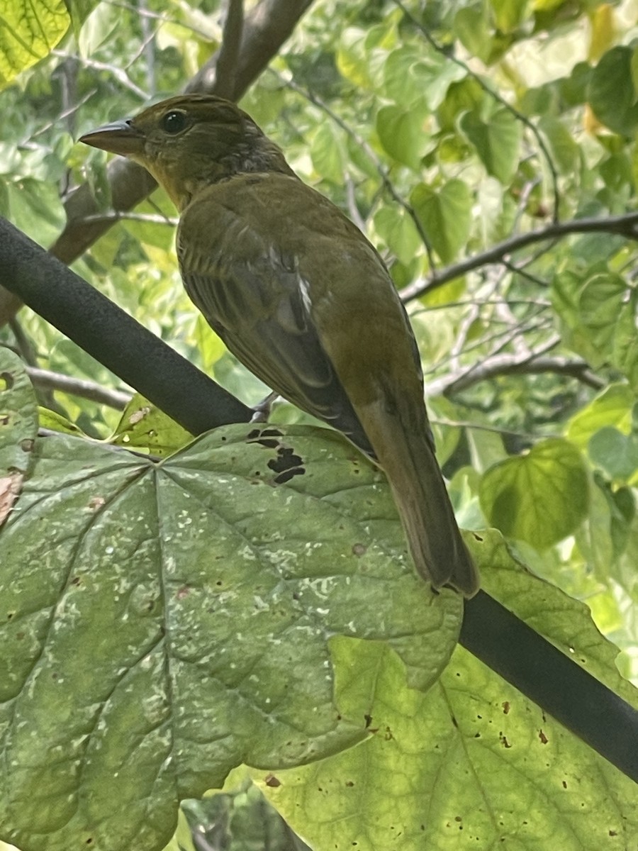 Summer Tanager - ML646722876
