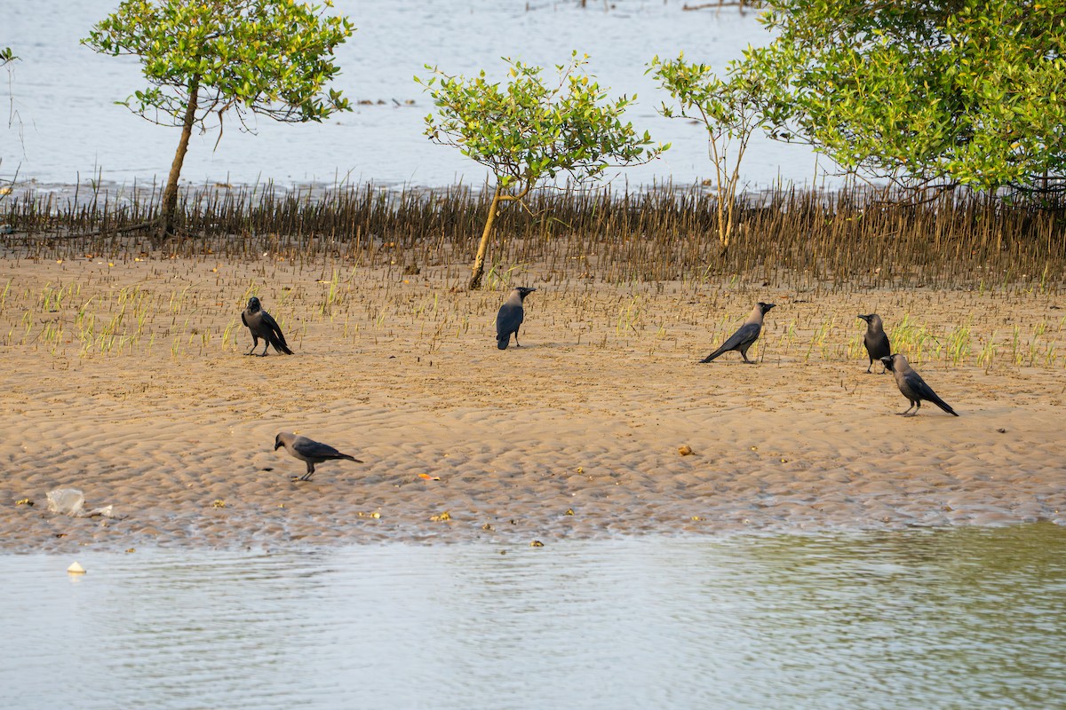 Домовая ворона - ML646722879