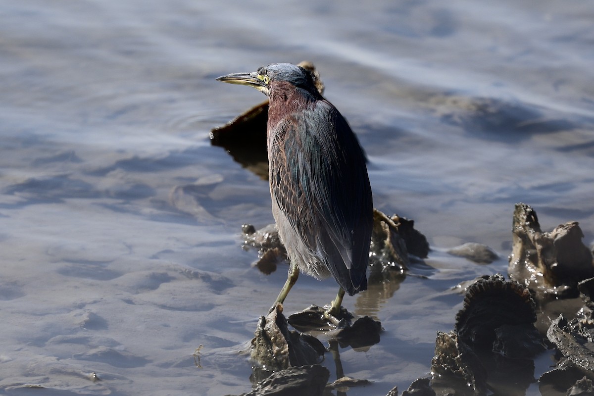 Koartzatxo berdea - ML646722880