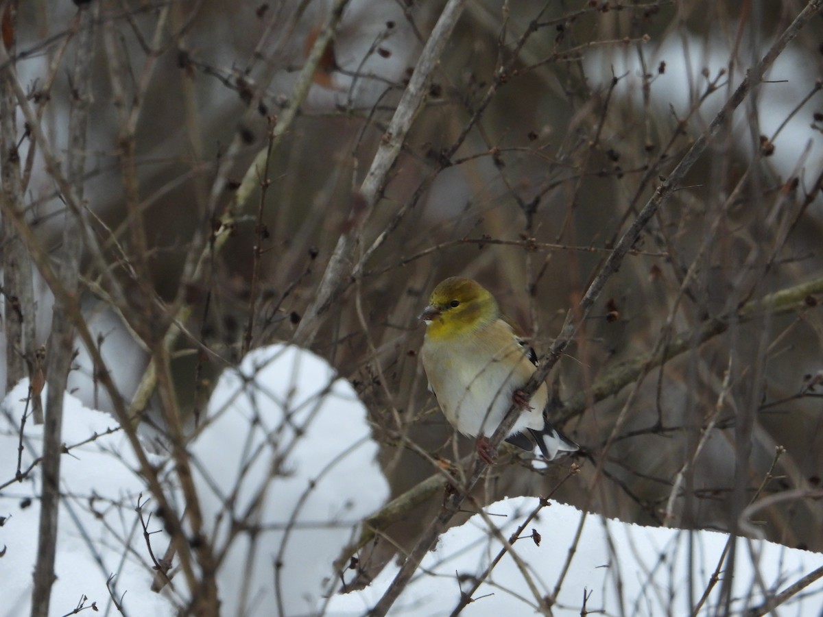 American Goldfinch - ML646722881