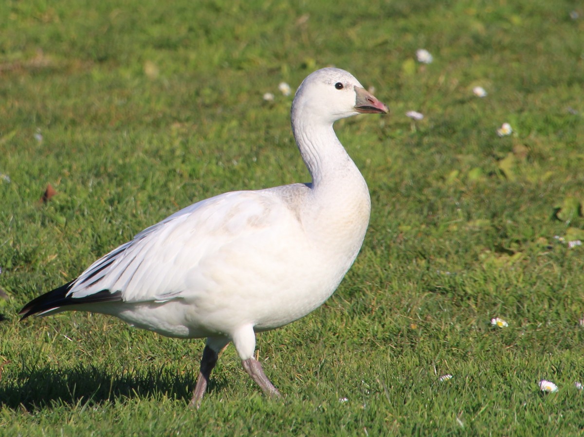 Snow x Ross's Goose (hybrid) - ML646722884