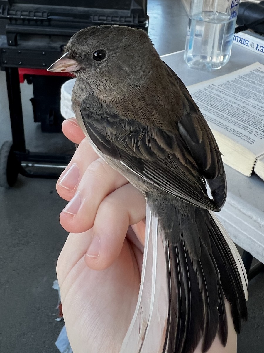 Dark-eyed Junco (Slate-colored) - ML646722885