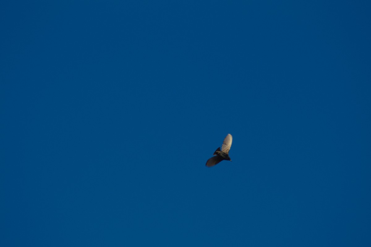 European Starling - ML646722886