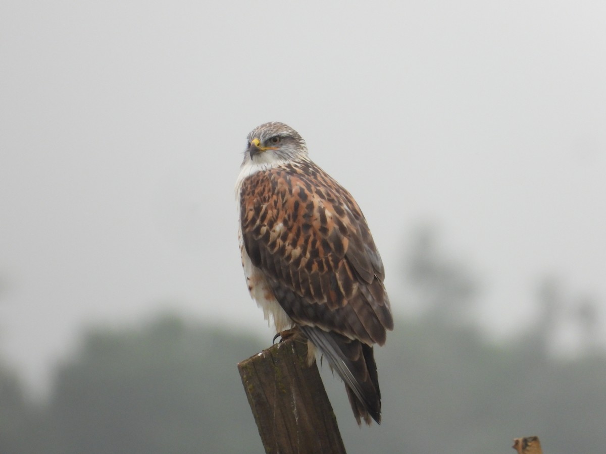 Königsbussard - ML646722890