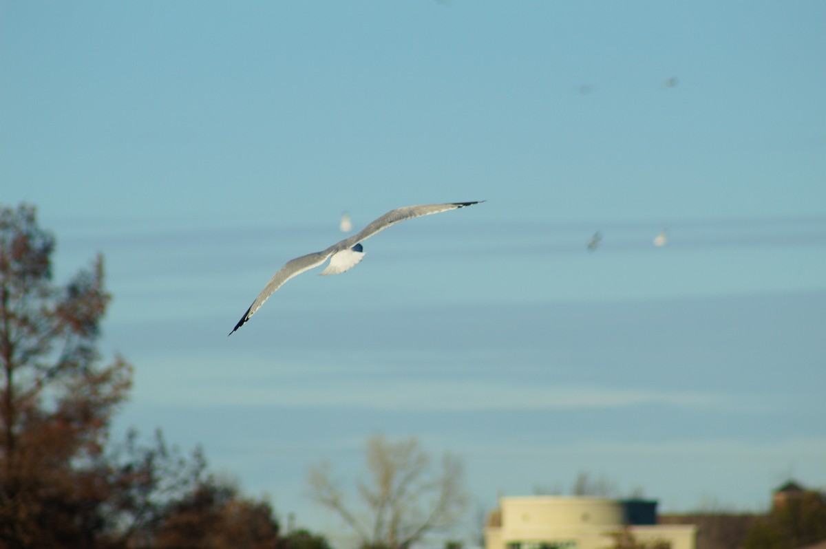 Ring-billed Gull - ML646722891