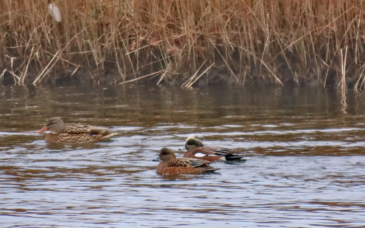 amerikablesand - ML646722893