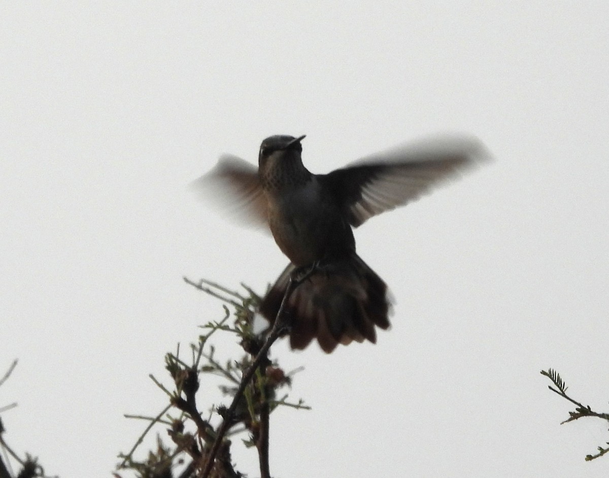 Colibri à gorge rubis - ML646722894