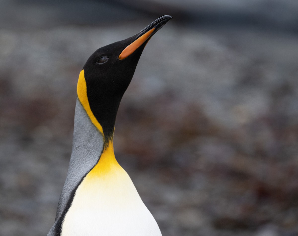 King Penguin - ML646722904
