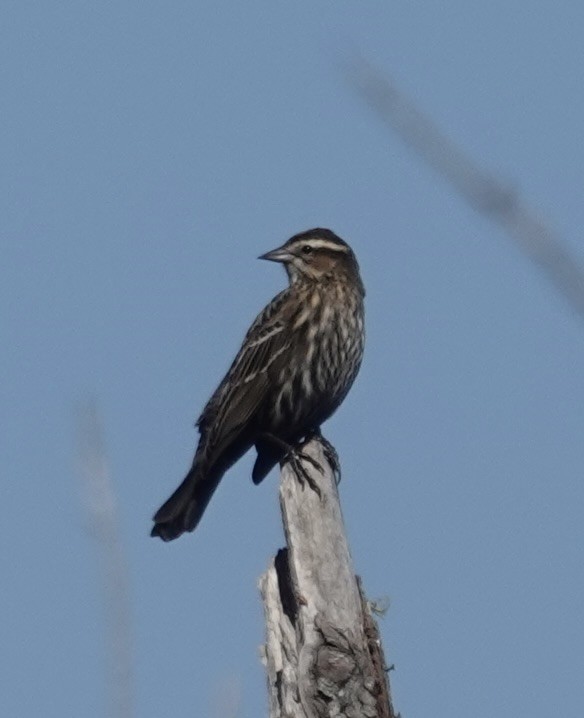 Sargento Alirrojo - ML646722905