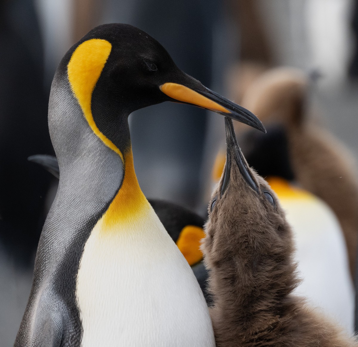 King Penguin - ML646722908