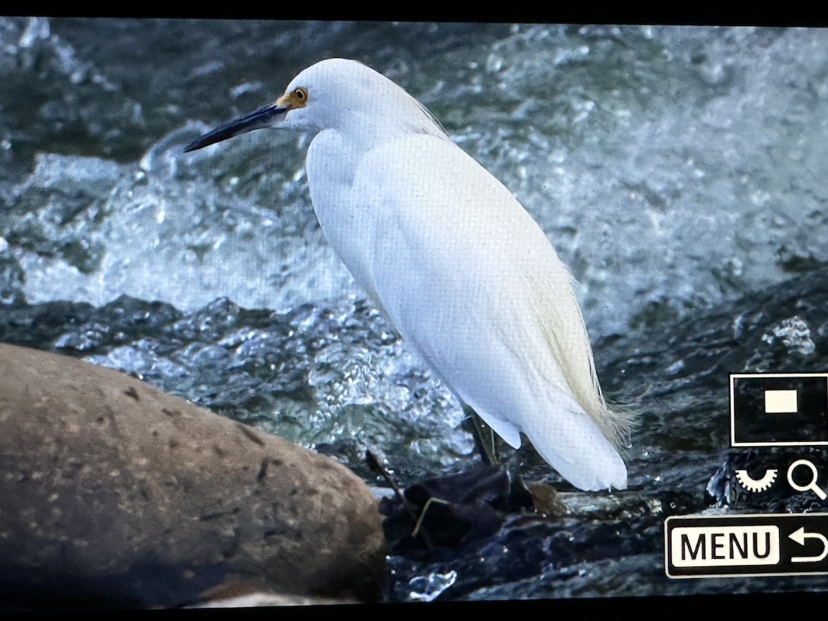 Karbeyaz Balıkçıl - ML646722916