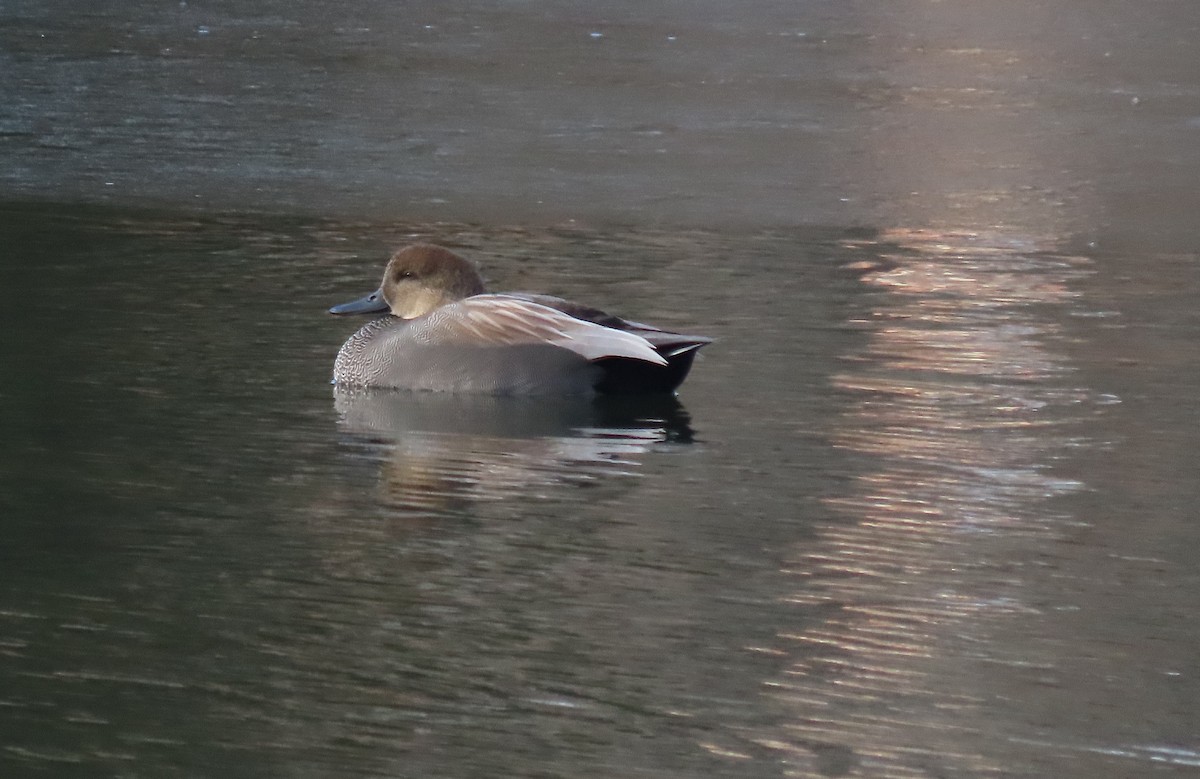 snadderand - ML646722920