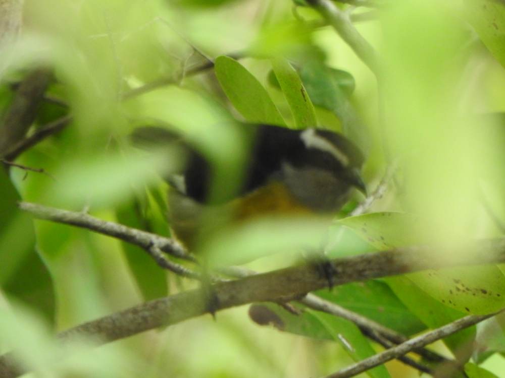 Bananaquit - ML646722921