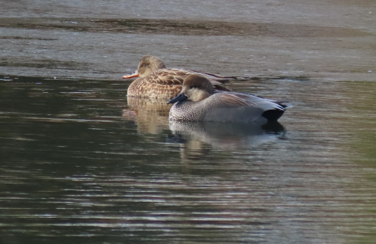 snadderand - ML646722925