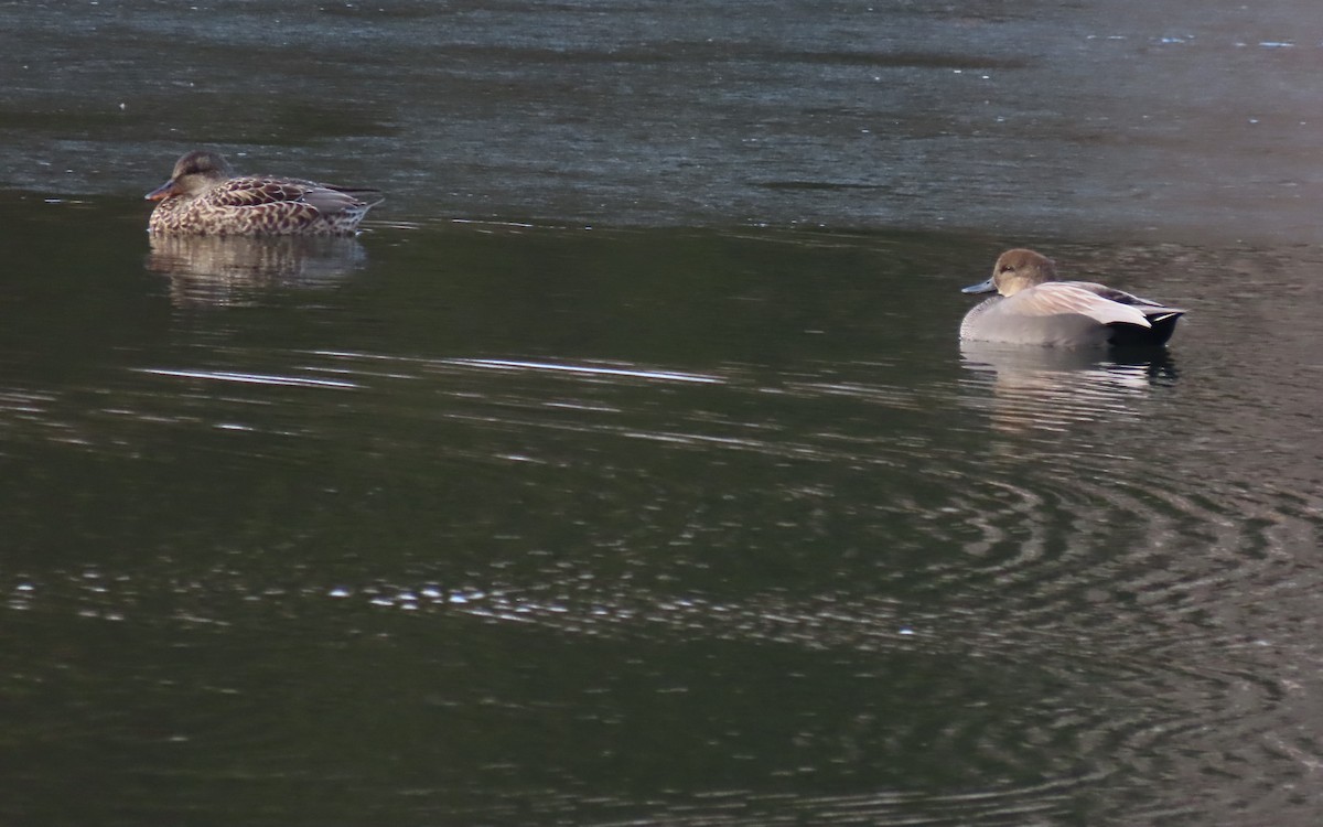 snadderand - ML646722929