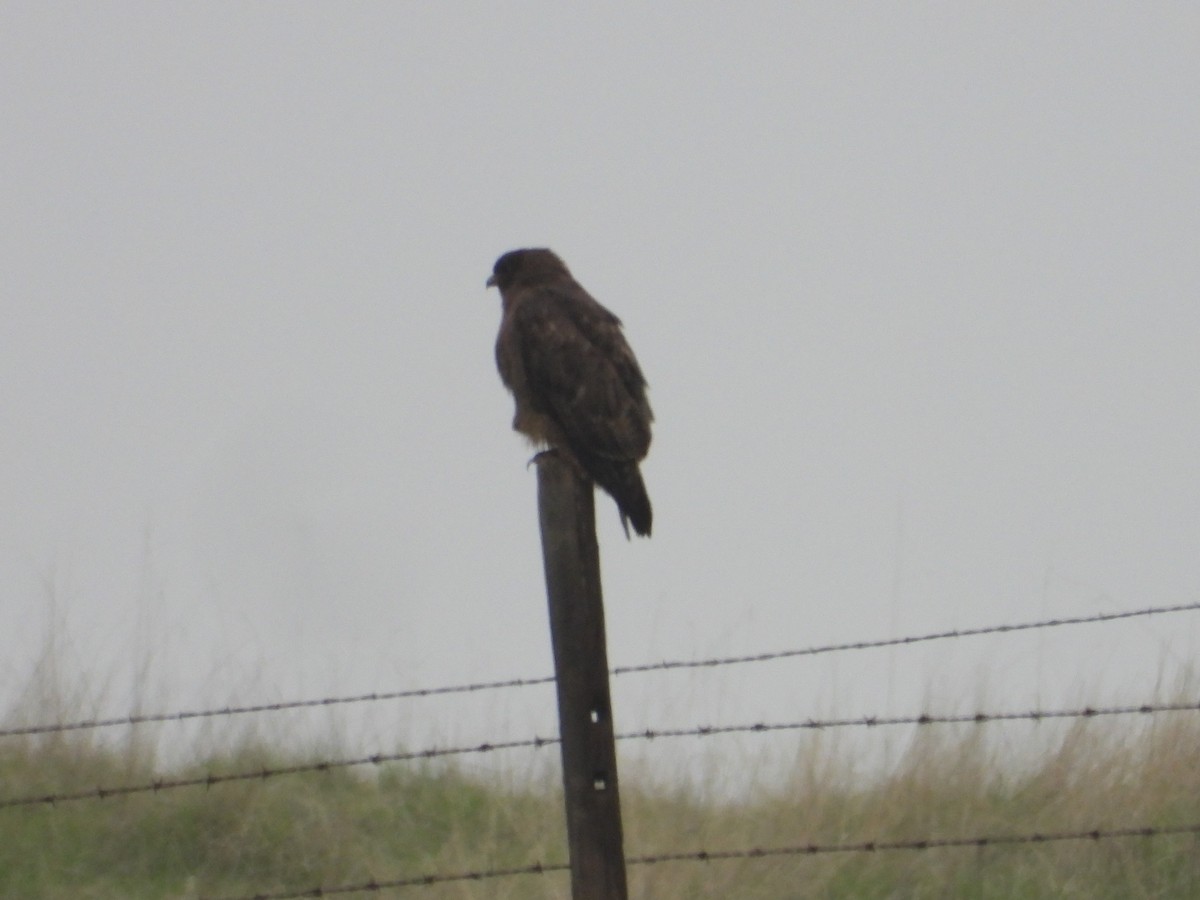 Rotschwanzbussard - ML646722930